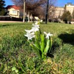 Z obyčejných trávníků pestrobarevná místa, stalo se tak díky sbírce cibulovin