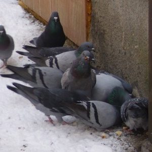 Městský úřad Kutná Hora informuje: k plánovanému odchytu holubů na území města dochází i v letošním roce