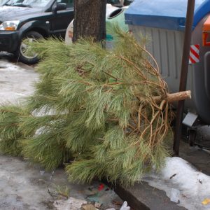 Městský úřad informuje: Termíny svozu vánočních stromků