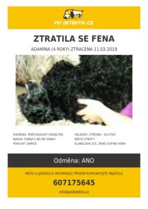 Plachá fenka Adamína se ztratila 11. března v Kutné Hoře, majitelé žádají veřejnost o pomoc