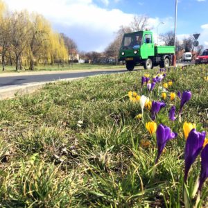 Kutná Hora rozkvétá, cibuloviny dělají radost místním i návštěvníkům