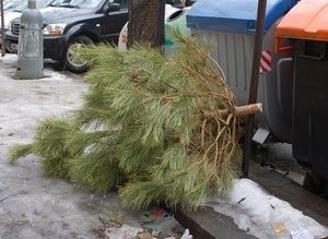 Svoz vánočních stromků od kontejnerových stanoviště bude 13. a 27. ledna
