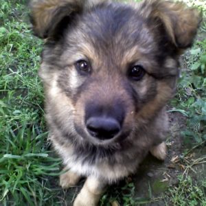 Databáze ztracených a nalezených psů je nově na internetových stránkách Státní veterinární správy