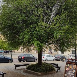 Za dvě pokácené třešně křovité na Palackého náměstí, které byly ve špatném zdravotním stavu, budou do 14 dnů vysazeny nové