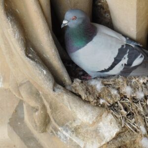 Odchyt holubů na území města bude zahájen v druhé polovině února