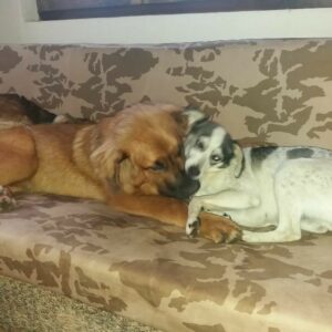 Prosba o pomoc: Majitel hledá dvě zatoulané fenky, Báru a Natálku. Neviděli jste je?