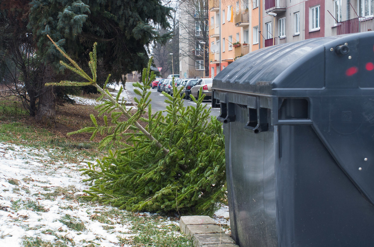 Svoz vánočních stromků od kontejnerových stanovišť se uskuteční v pátek 10. a 24. ledna