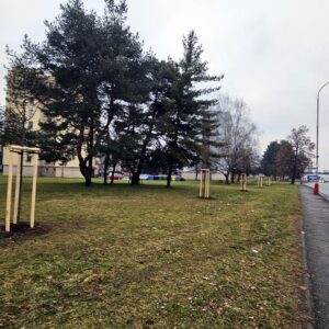 Výsadby dřevin v Kutné Hoře