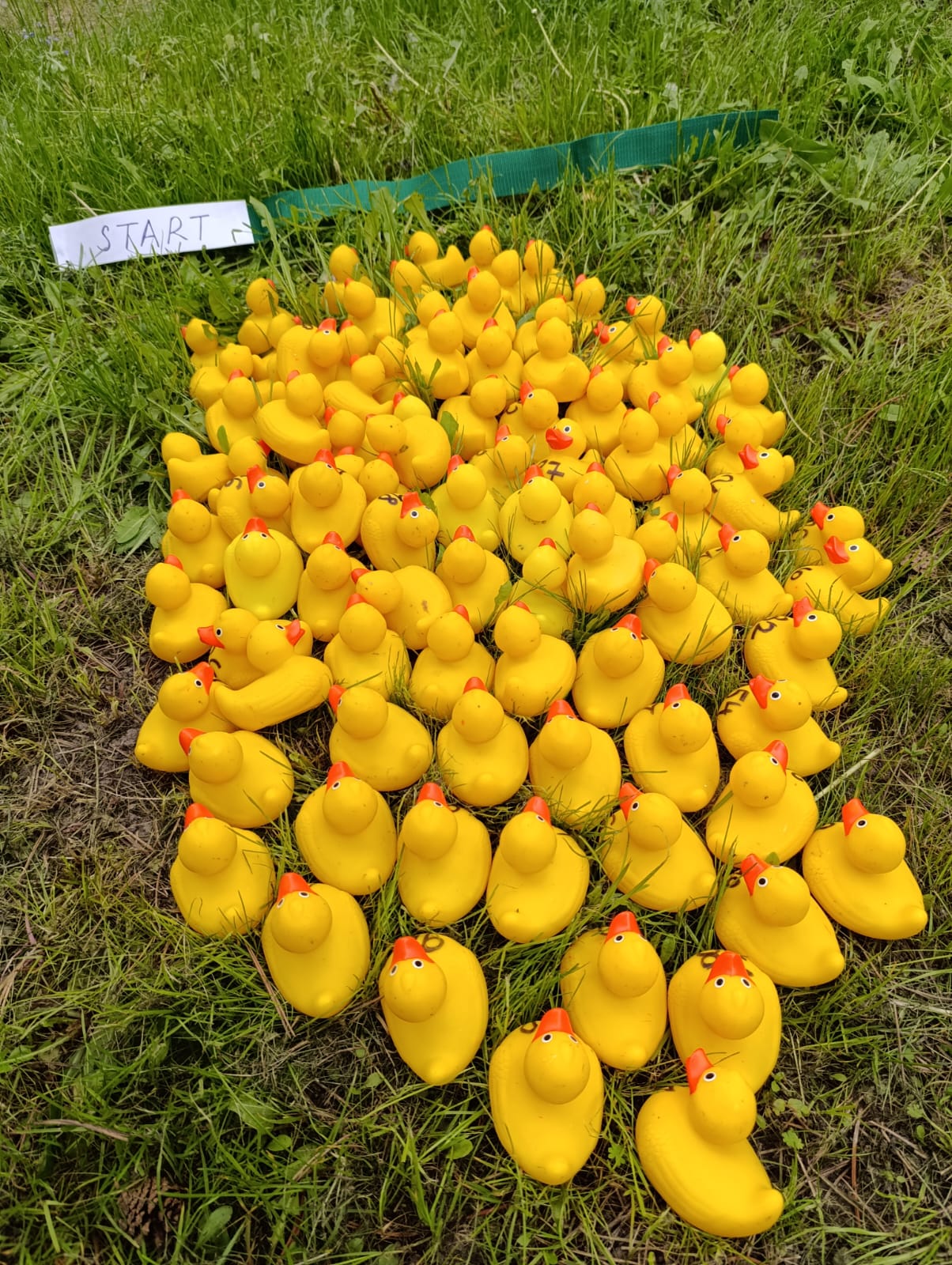 Žluté kačky netrpělivě čekají na start svého závodu