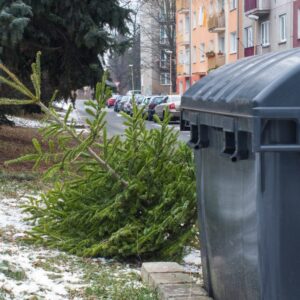 Svoz vánočních stromů z travnatých ploch u kontejnerových stanovišť: 9. a 23. ledna a také 6. února