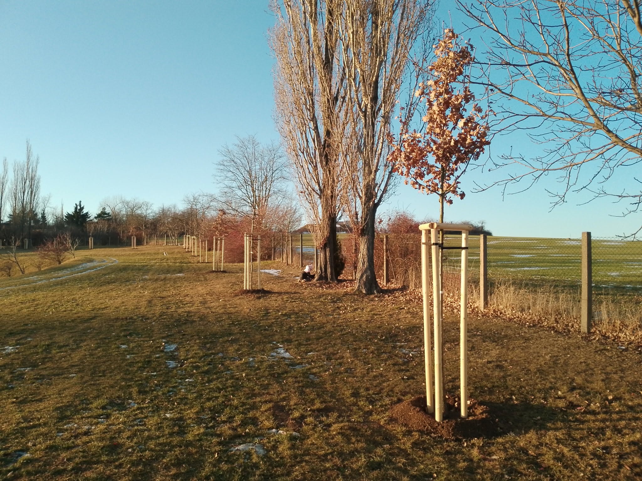 Kutná Hora pokračuje ve výsadbě nových dřevin