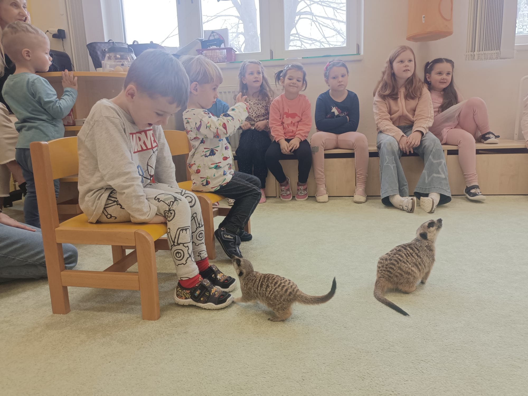 Děti v Paraplíčku měly neobvyklou návštěvu – dorazily surikaty i klokaní miminko