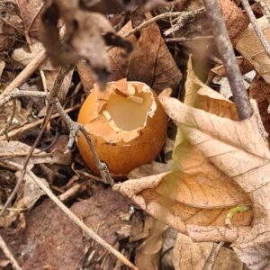 Majitelé psů, buďte obezřetní při venčení svých čtyřnohých svěřenců v okolí staré střelnice za kostelem Svaté Trojice