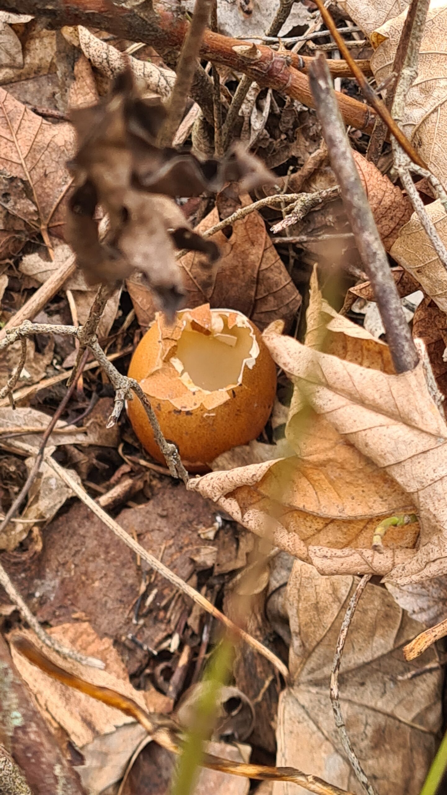 Majitelé psů, buďte obezřetní při venčení svých čtyřnohých svěřenců v okolí staré střelnice za kostelem Svaté Trojice